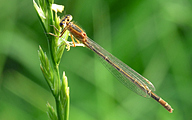 Common Bluetail (Female, Ischnura elegans)